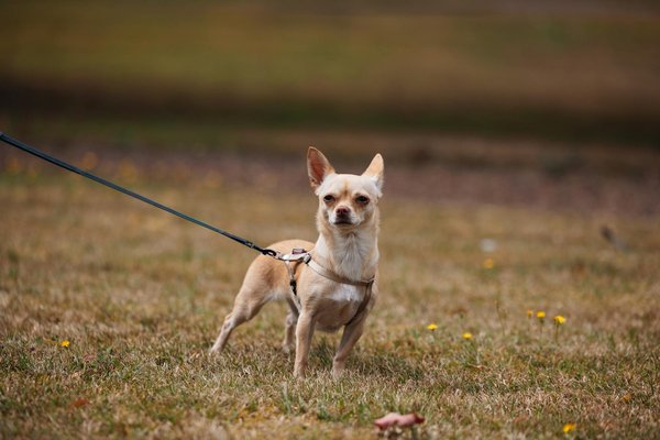 How Can You Keep Your UK Pets Safe from Seasonal Hazards?